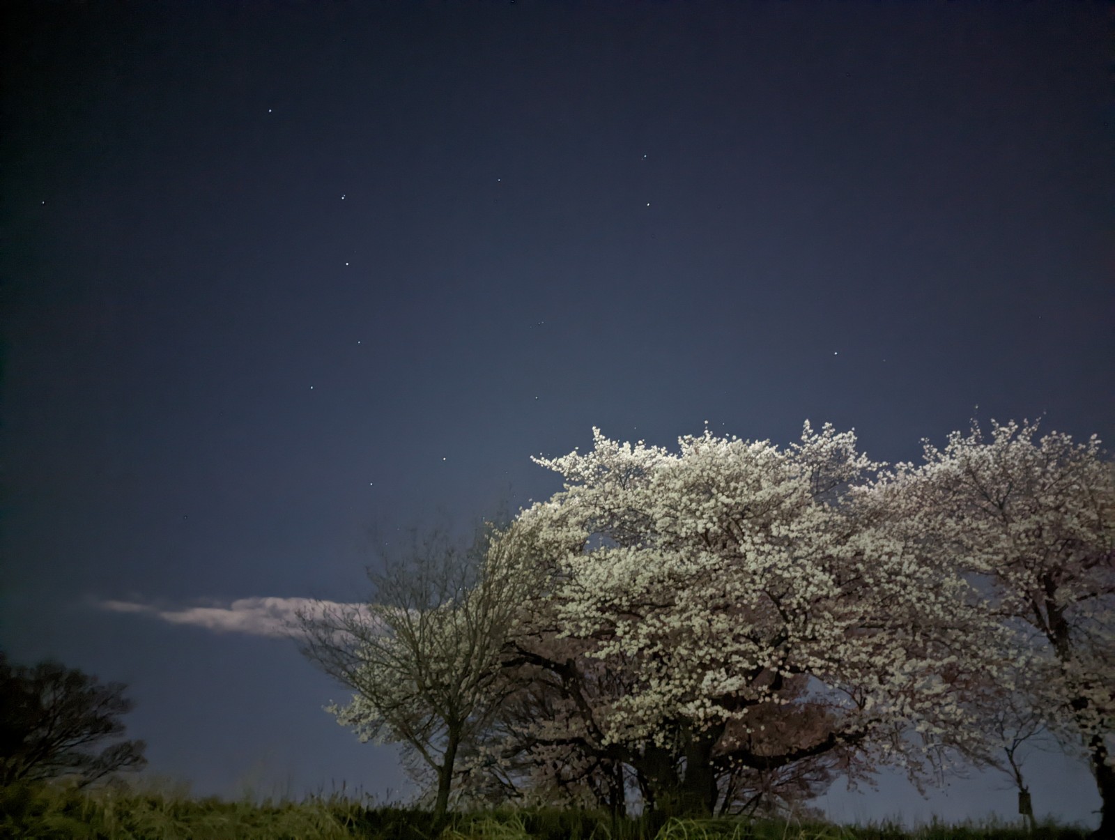 桜と北斗七星